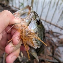 ラージマウスバス