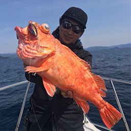 ウッカリカサゴ