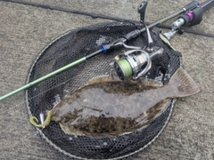 マコガレイの釣果