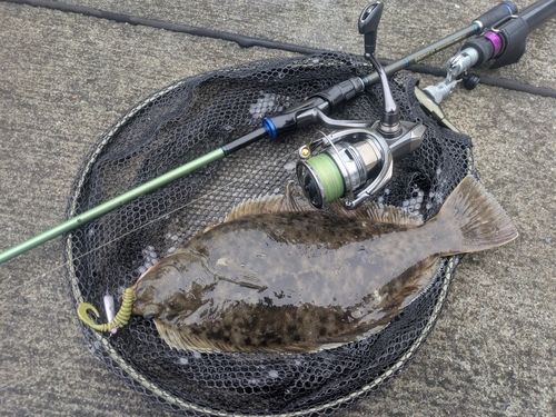 マコガレイの釣果