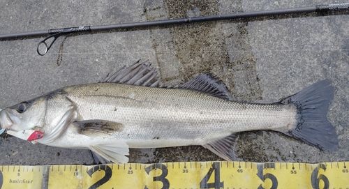 シーバスの釣果