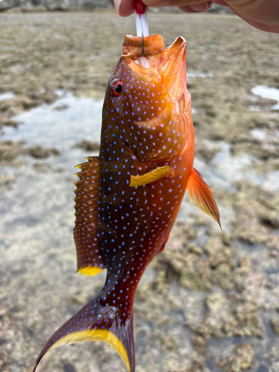 ナガジューミーバイ