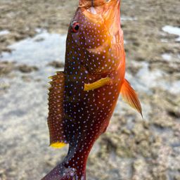 ナガジューミーバイ