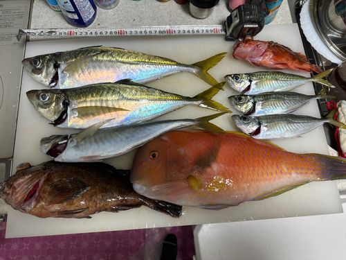 アジの釣果