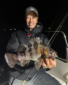 シロメバルの釣果