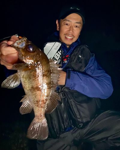 シロメバルの釣果