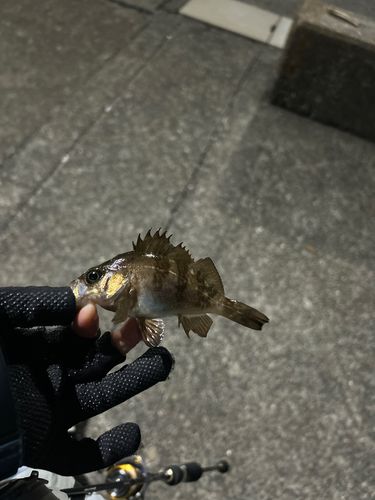 メバルの釣果