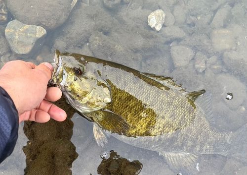 スモールマウスバスの釣果