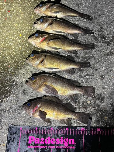 シロメバルの釣果