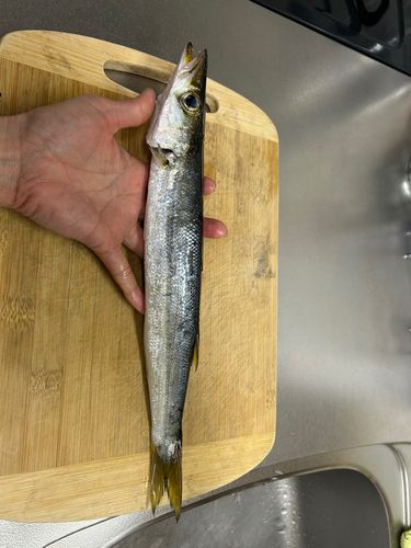 カマスの釣果