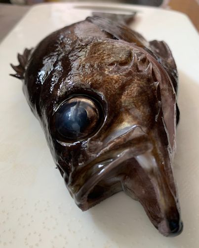 クロメバルの釣果