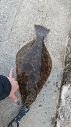ヒラメの釣果