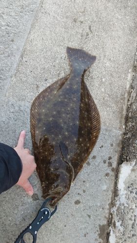 ヒラメの釣果