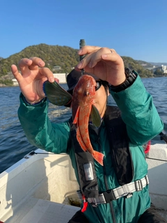 ホウボウの釣果