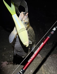 ダントウボウの釣果