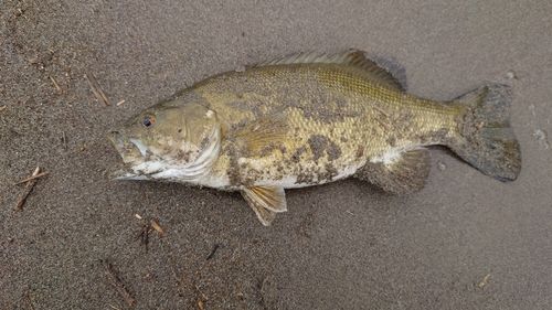 スモールマウスバスの釣果