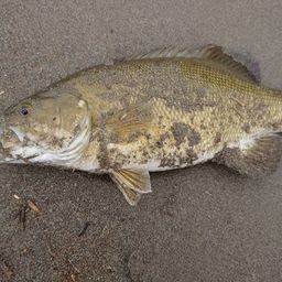 スモールマウスバス