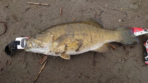 スモールマウスバスの釣果