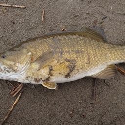 スモールマウスバス