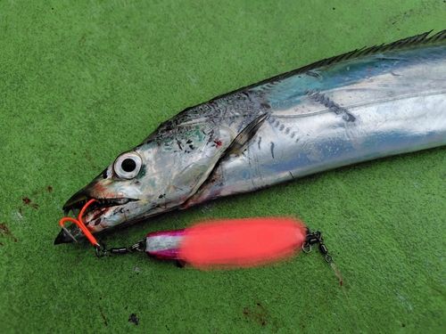 タチウオの釣果