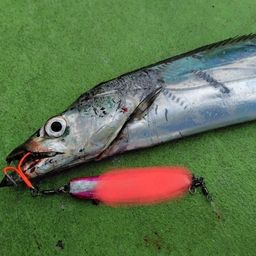 タチウオ