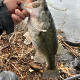 ラージマウスバス