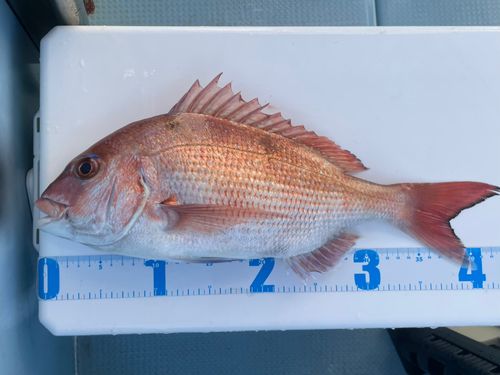 マダイの釣果