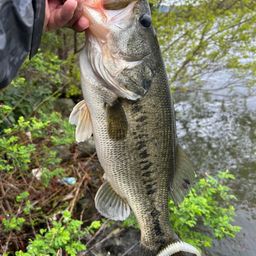 ラージマウスバス