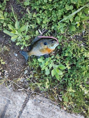 ブルーギルの釣果