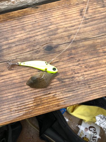 カレイの釣果