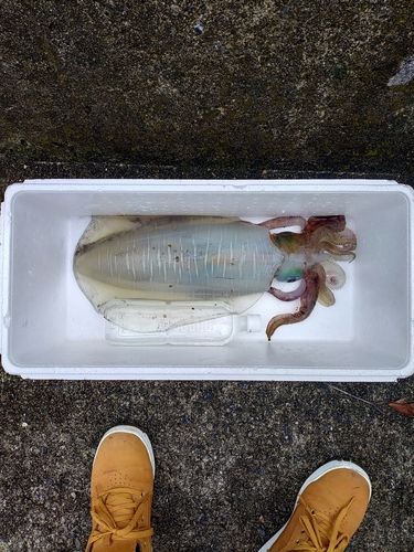 アオリイカの釣果