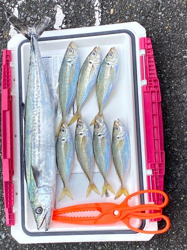 サゴシの釣果