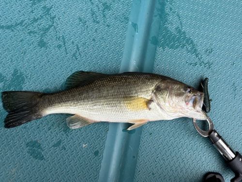 ラージマウスバスの釣果