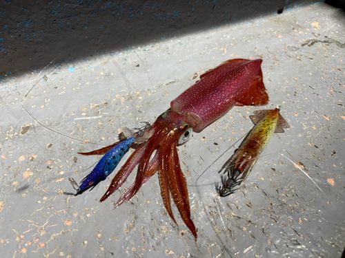 ケンサキイカの釣果