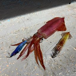 ケンサキイカ