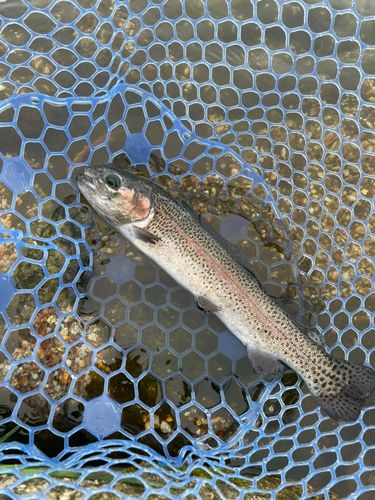 ニジマスの釣果