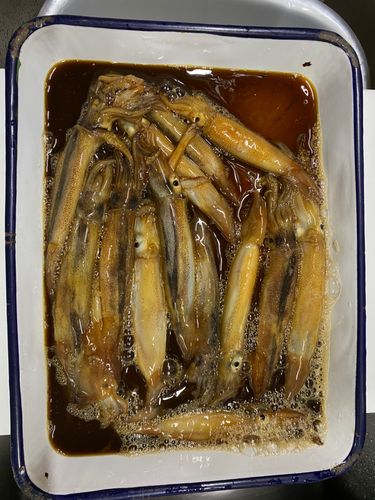 ムギイカの釣果