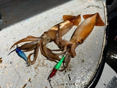 スルメイカの釣果