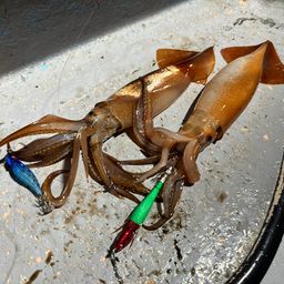 スルメイカ