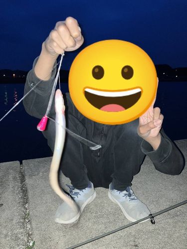 アナゴの釣果