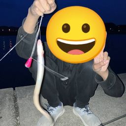アナゴ