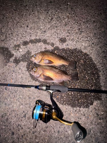 メバルの釣果