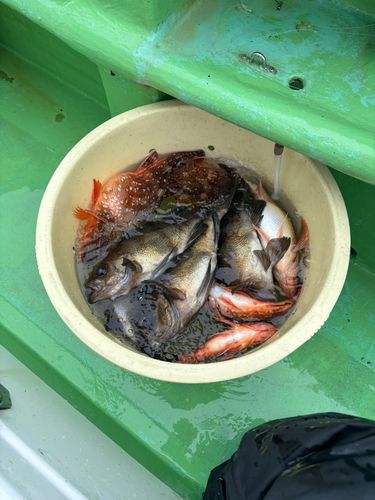 メバルの釣果