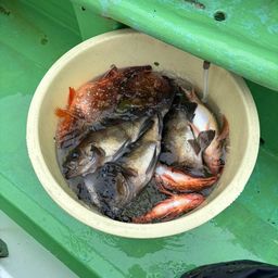 メバル