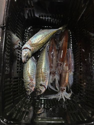 アジの釣果