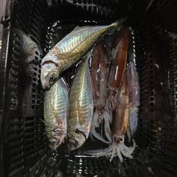 アジ