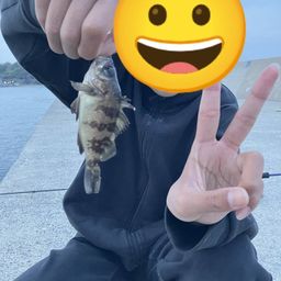メバル