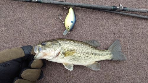 ラージマウスバスの釣果