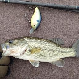 ラージマウスバス