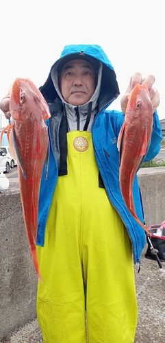 ホウボウの釣果